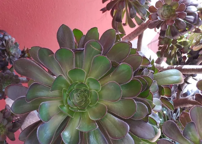 Casa Da Duna - Salir Do Porto Vendégház 3*